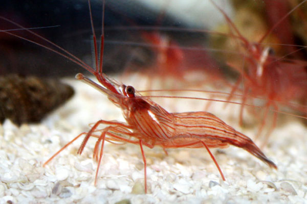 میگوی نعنایی