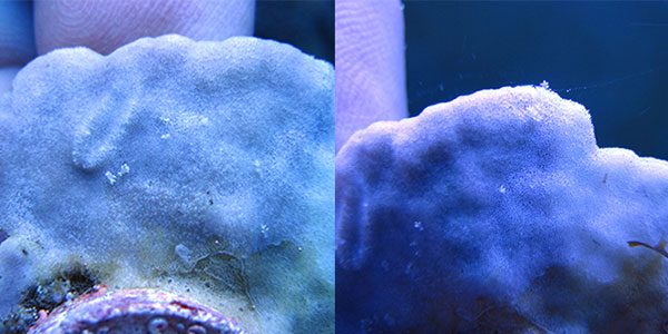 مرجان آلوده به نودی برانش مونتیپوراخوار