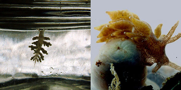 نودی برانش مونتیپوراخوار (چپ) - نودی برانش زوانتیدخوار (راست)