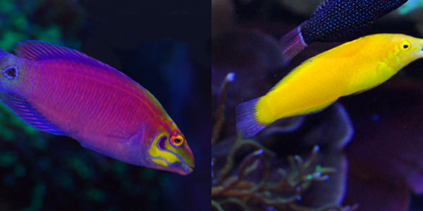 نودی برانش ها