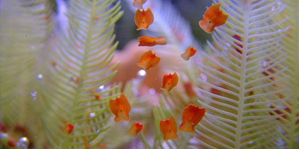 کرم های پهن سفید و قرمز