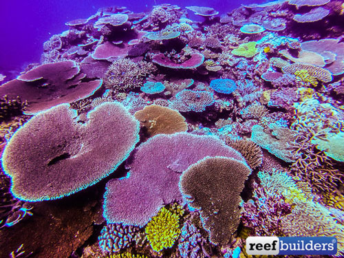 مرجان های استرالیا