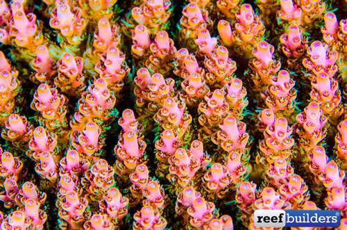 مرجان‌های LPS