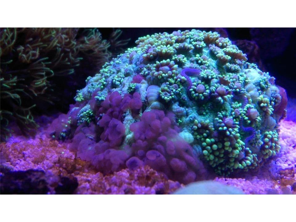 سندورم ژله‌ی قهوه‌ای