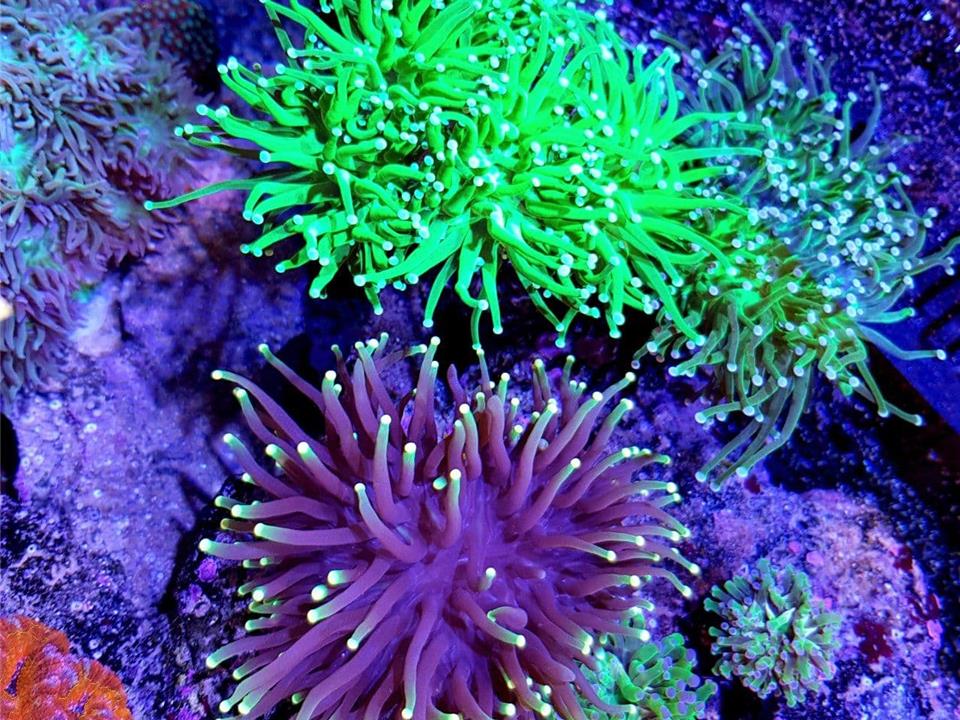 بیماری ژله‌ی قهوه‌ای