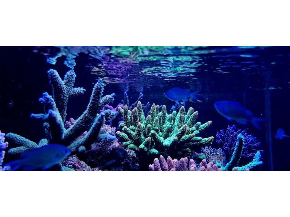 اهمیت جریان آب در آکواریوم های خانگی