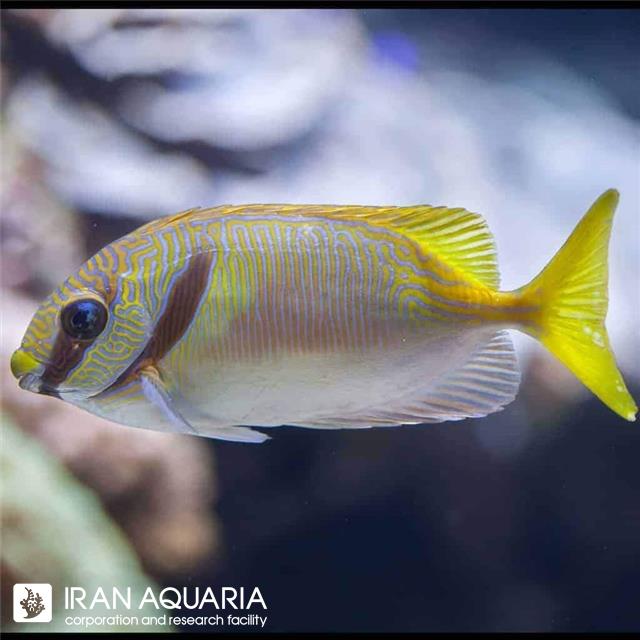 خرگوش دو خط(Two Barred Rabbitfish)