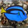 Blue-Tang