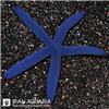 ستاره لینکیا آبی (Blue Linckia Sea Star)
