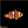 Edit_marine_fish_photo_catalog_202608061114