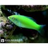 Green-Wrasse