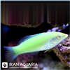 Green-Wrasse