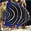 koran-angelfish
