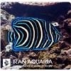 koran-angelfish