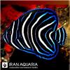 koran-angelfish
