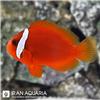 Tomato-Clownfish