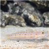 گابی خال نارنجی (Orange Spot Goby)