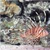 Volitan-Lionfish