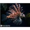 Volitan-Lionfish