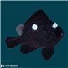 Editing_marine_fish_photo_202608121255