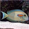 Orange-Shoulder-Tang