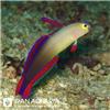 دارت فیش دکورا ( Decorated Dartfish )