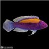 Marine_fish_catalog_image_202608061459