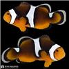 Edit_marine_fish_photo_catalog_202608061050