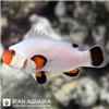 دلقک ماهی اسلاریس پلاتینیوم (Platinum Clownfish)