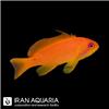 Lyretail-Anthias