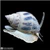 Marine_fish_catalog_image_202608061616