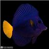 Edit_marine_fish_photo_202608101111
