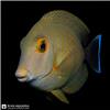 Edit_marine_fish_photo_catalog_202608061143
