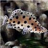 پنتر گروپر (Panther Grouper)