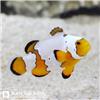 Snowflake-Clownfish
