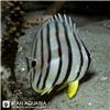 پروانه ماهی هشت خط (Eightband Butterflyfish)