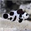 Black-Storm-Clownfish