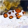 Orange-Storm-Clownfish