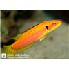هاگ فیش زرد دو خال ( Twospot Slender Hogfish)