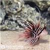 Radiata-lionfish