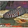 مار ماهی زبرا (Zebra Moray Eel)