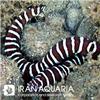 مار ماهی زبرا (Zebra Moray Eel)