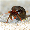 Brown-Leg-Hermit-Crap