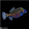 Edit_marine_fish_photo_catalog_202608061101