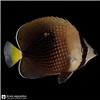 Edit_marine_fish_photo_202608091250