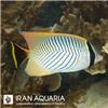 پروانه ماهی چورون (Chevron Butterflyfish)