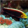 راس رادیانت (Radiant Wrasse)