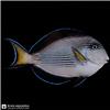 Edit_marine_fish_photo_catalog_202608061107