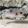 پافر آراتورن (Arathorn  Puffer)