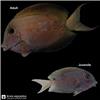 Edit_marine_fish_catalog_image_202608061155